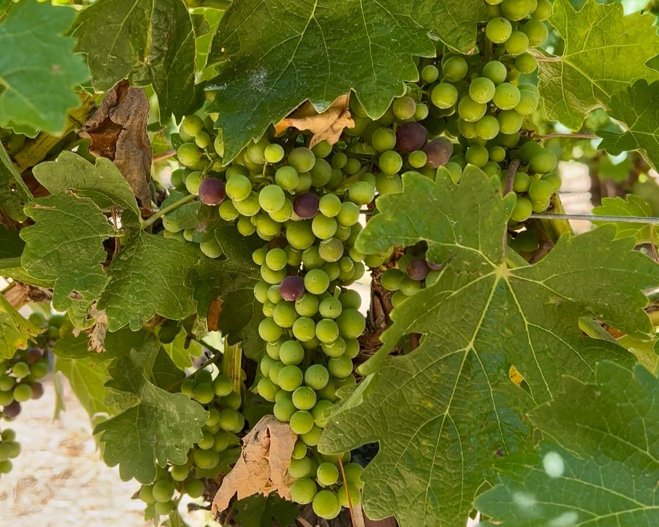 Grapes beginning the process of veraison