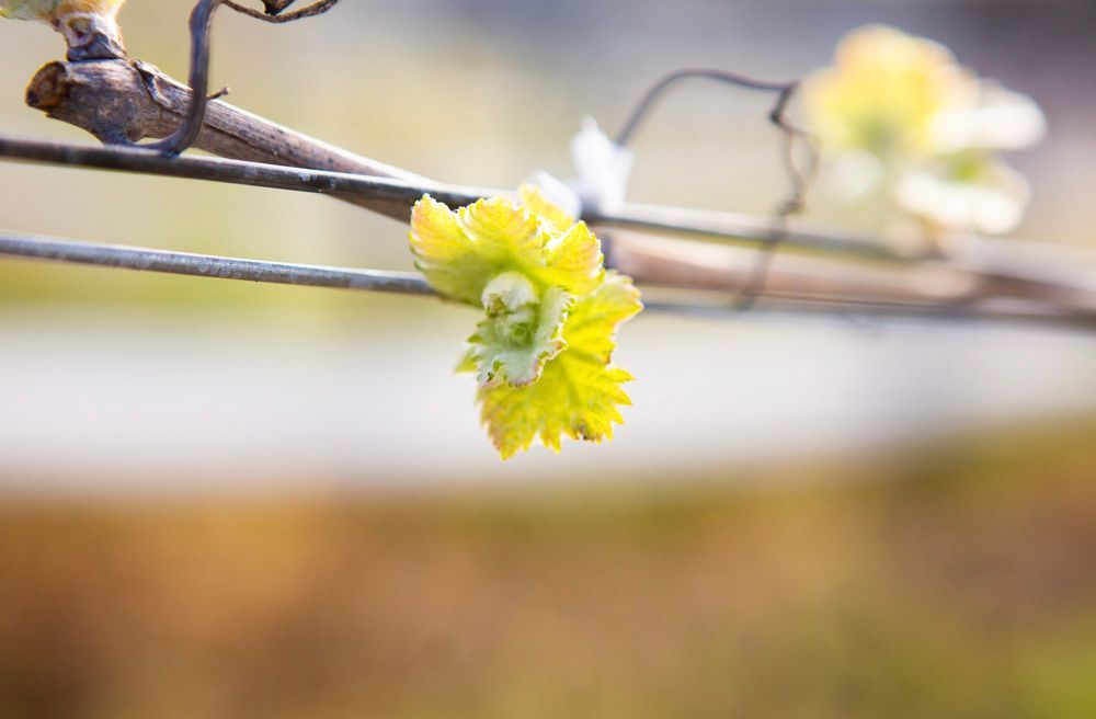 Bud break at Parrish Family Vineyard