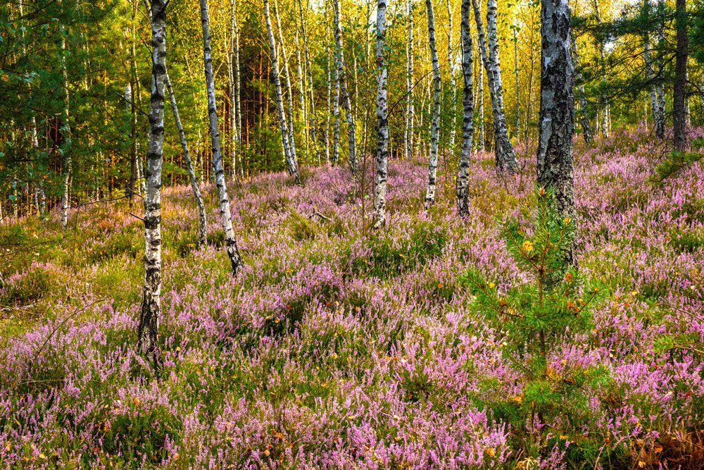 Autumn Forest — Bostic, NC — Carolina Tree Care