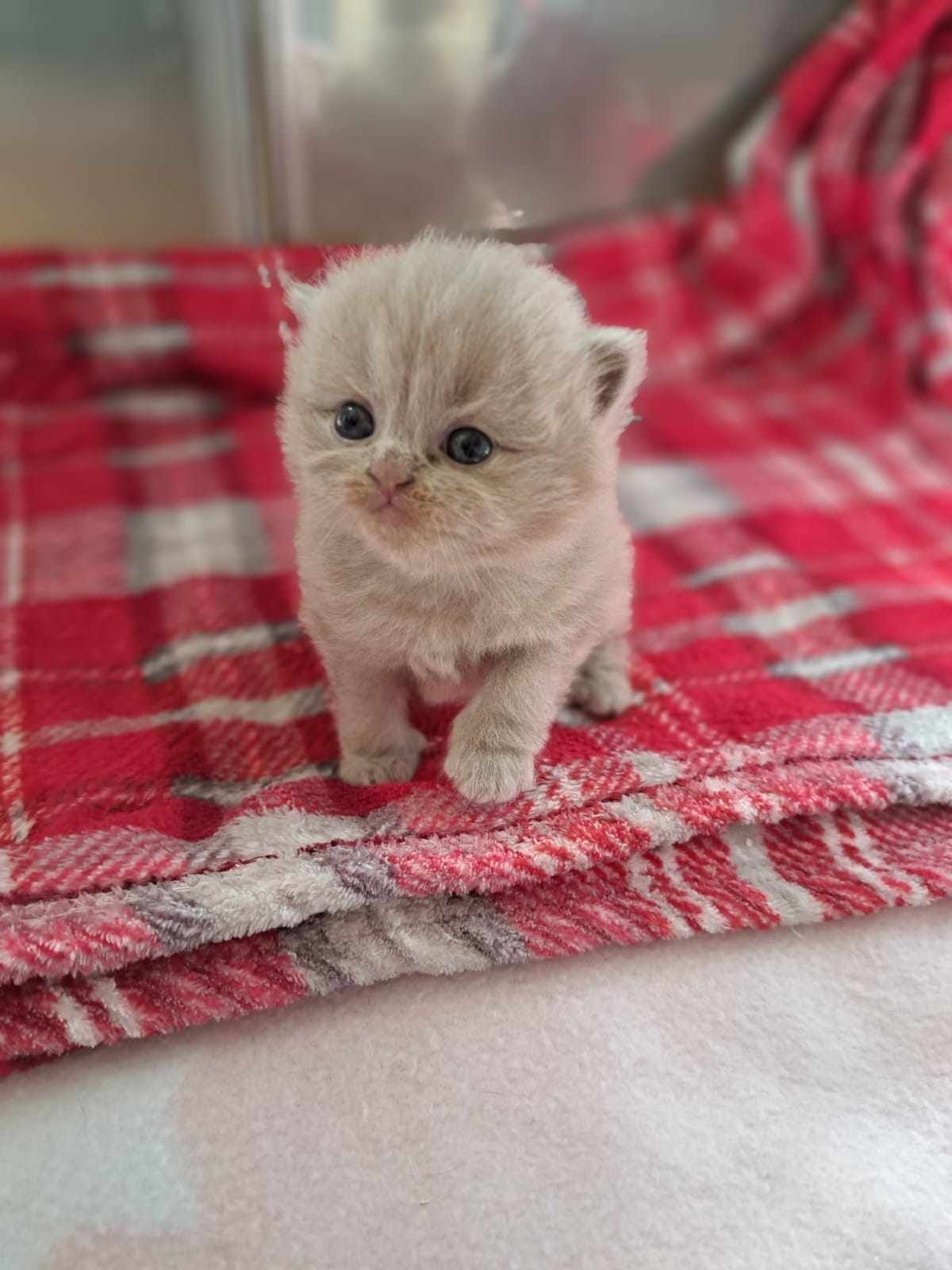 Tiny, fluffy kitten with light-brown fur stands on a red plaid blanket, looking towards the camera.