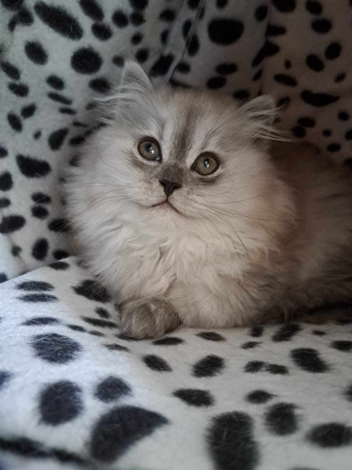 Fluffy gray kitten with large eyes, resting on spotted blanket.