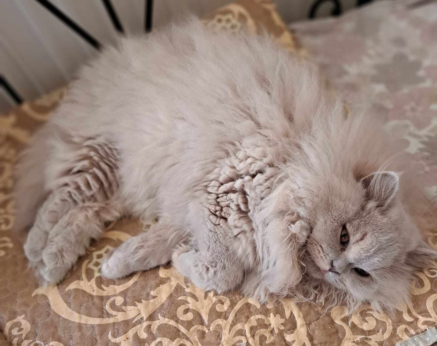 Fluffy, light-gray cat resting on a patterned cushion. Cat has a shaved patch on its side.