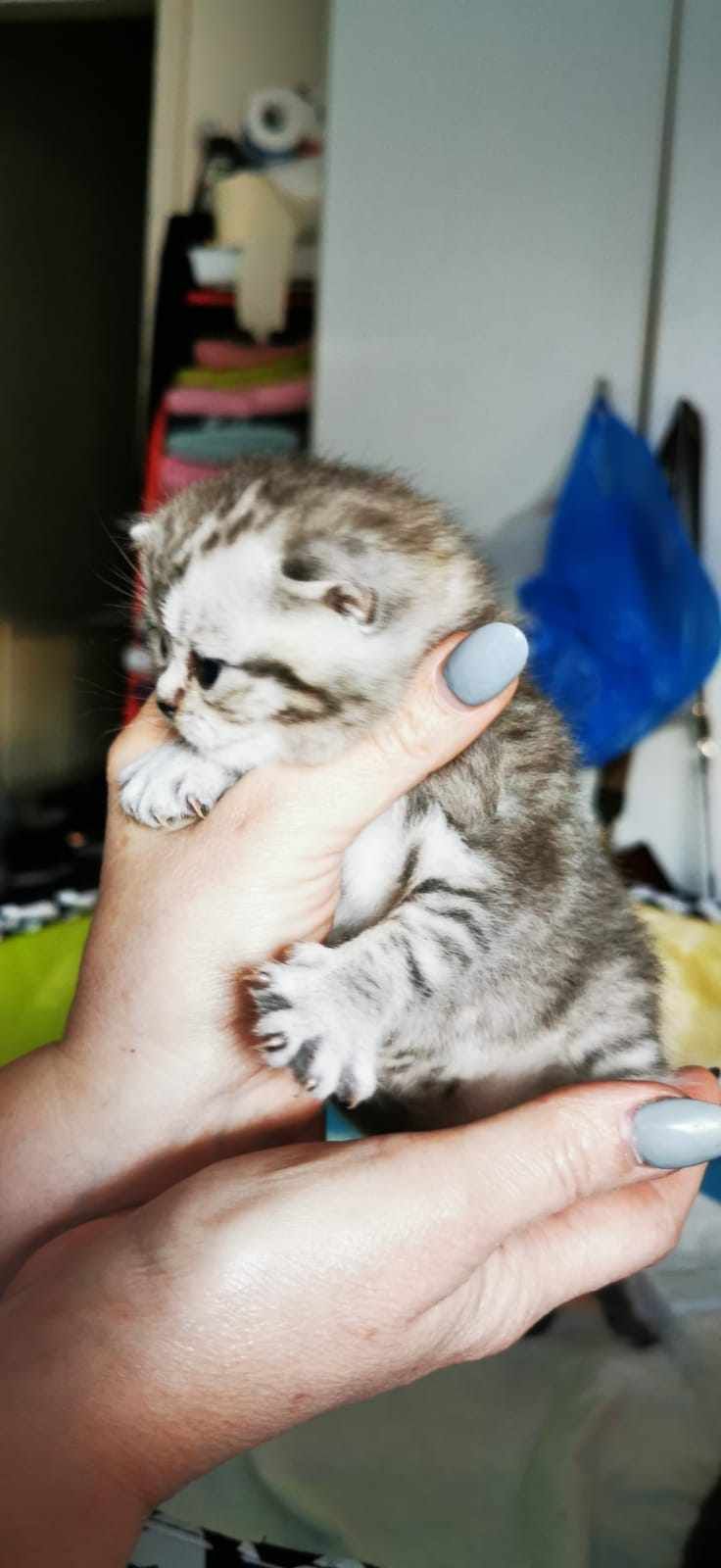 A tiny, grey kitten held in two hands with long grey nails.