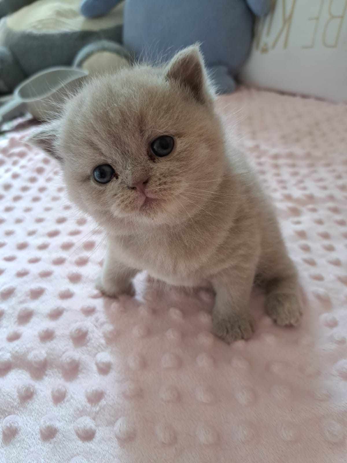 Fluffy gray kitten with big eyes sitting on a pink blanket.