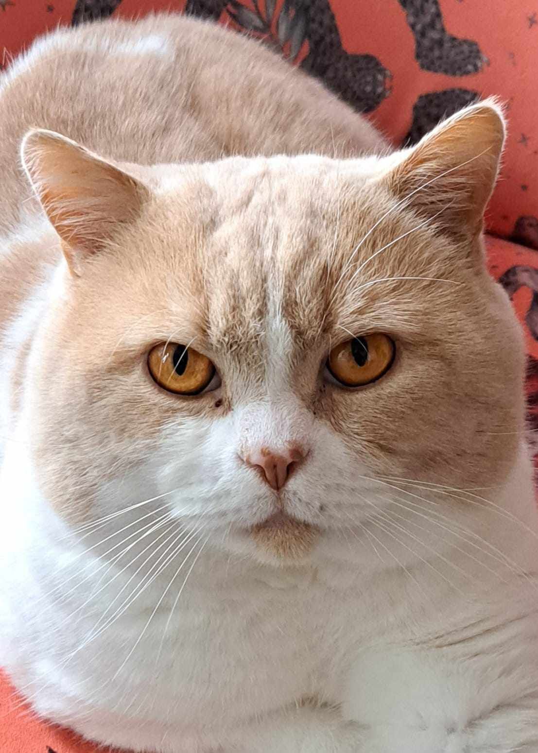 Fluffy orange and white cat with intense amber eyes.