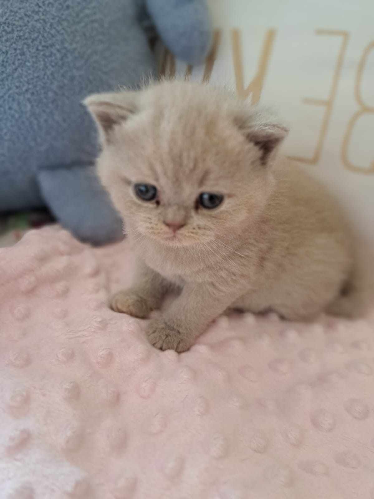 A light brown, fluffy kitten sits on a pink blanket.