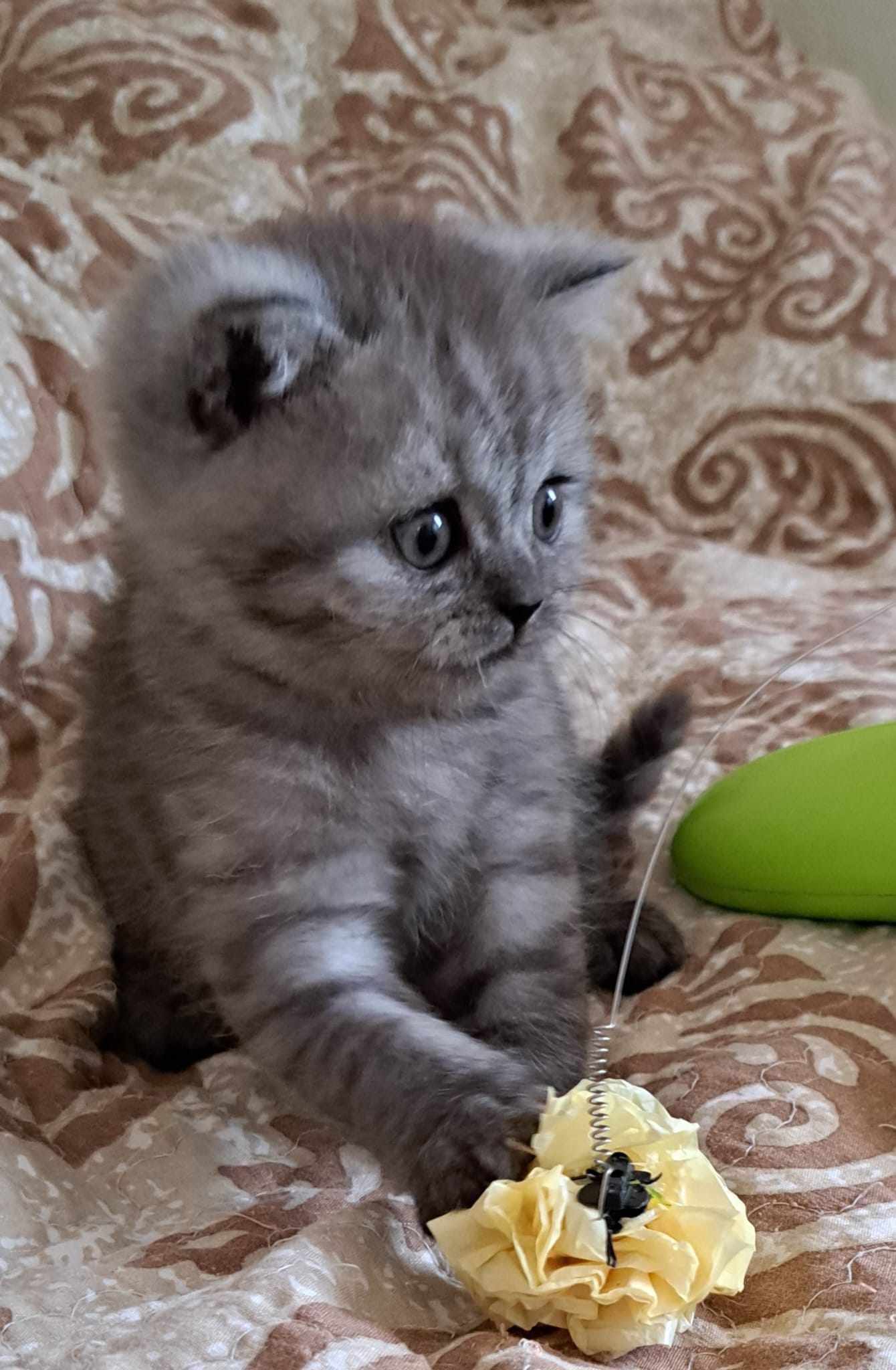 Gray kitten playing with a yellow flower, sitting on a patterned surface.