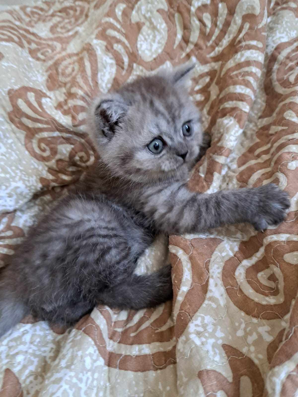 Grey tabby kitten lying on patterned bedding, reaching out with a paw.