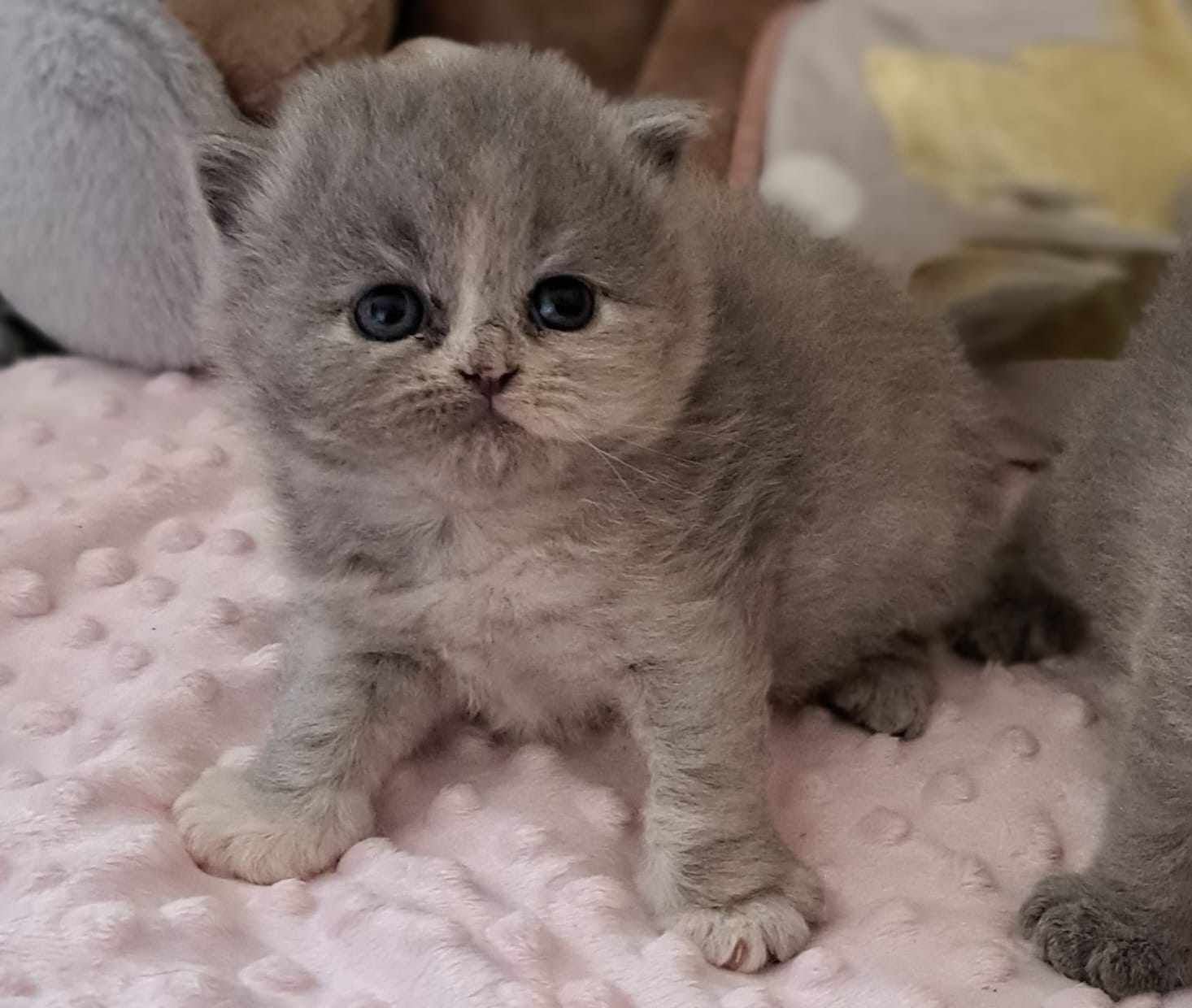 Fluffy gray kitten with blue eyes sits on a pink blanket.