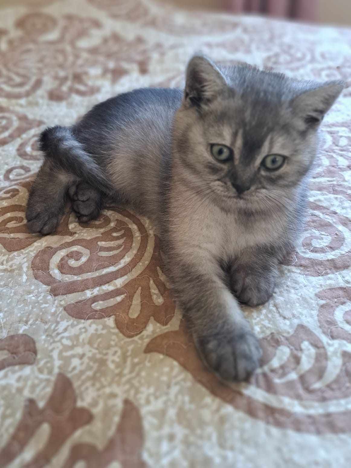 Gray kitten lying on a patterned blanket, looking forward with a curious expression.
