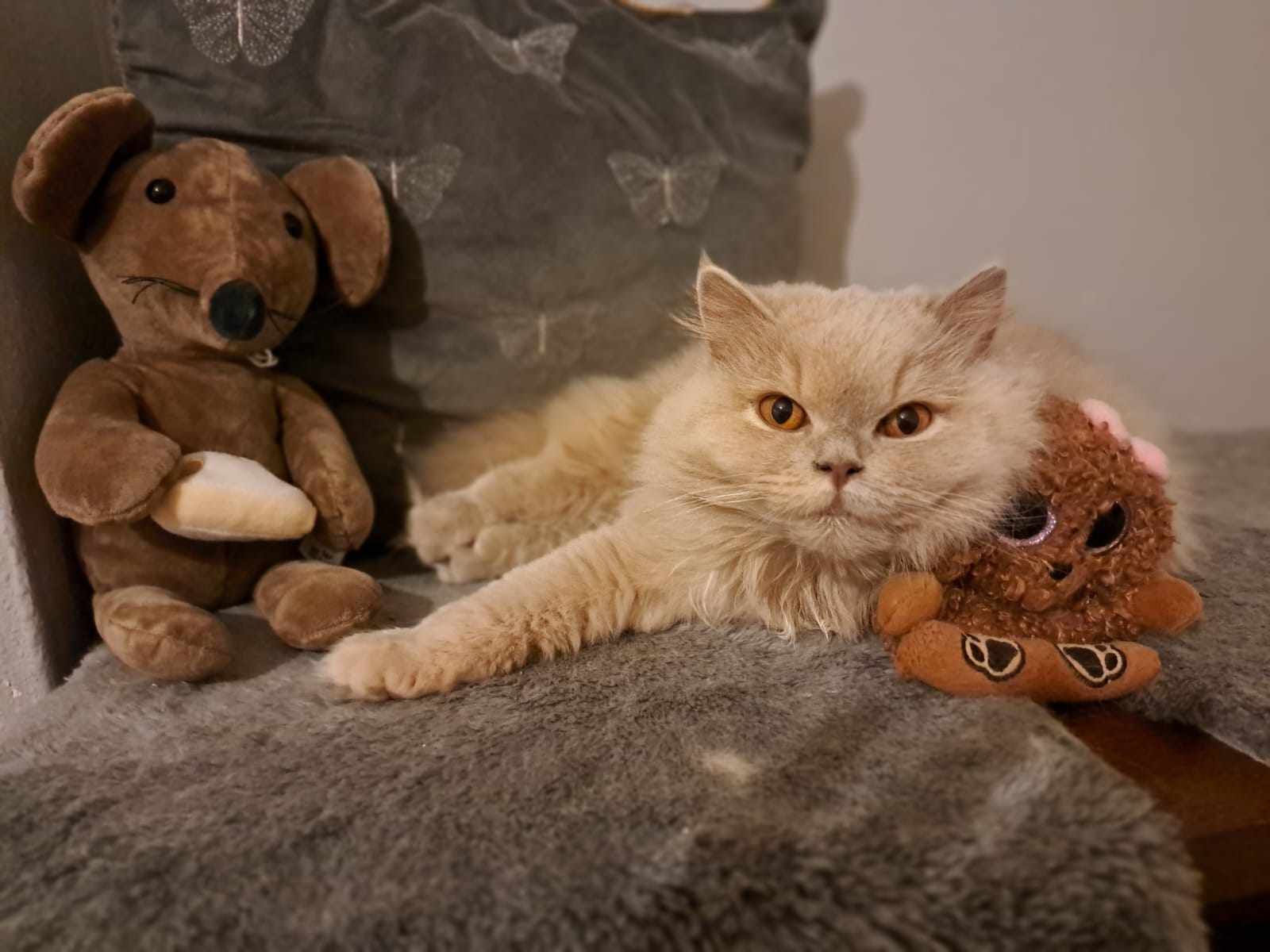Cream-colored cat lounging with plush toys, brown dog and small fuzzy critter.