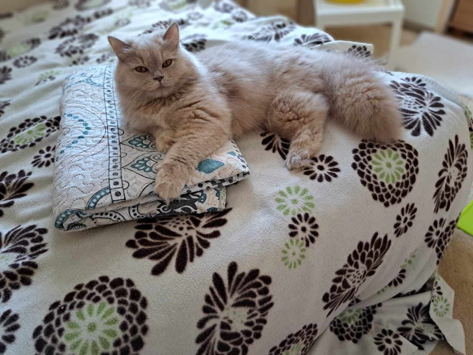 Fluffy light brown cat resting on a bed with a patterned comforter, paws extended.