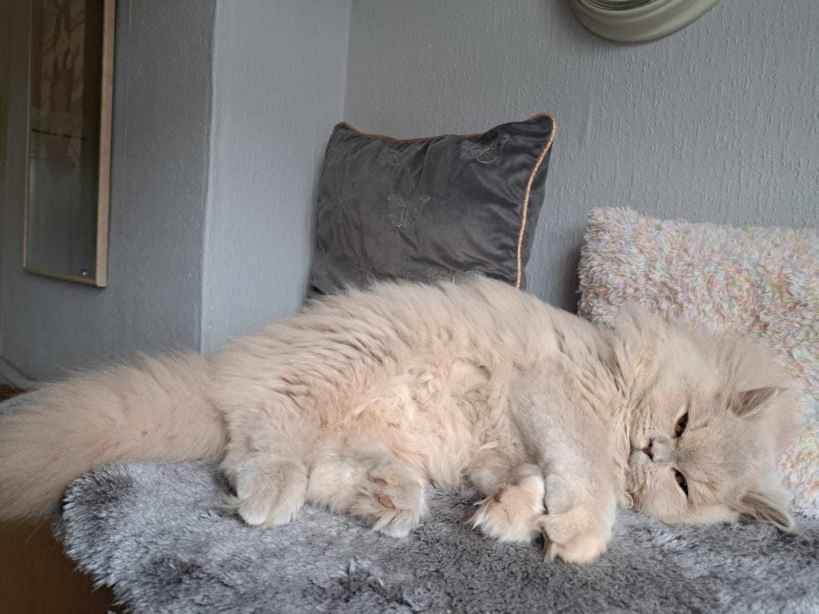 Fluffy beige Persian cat resting on a gray rug, near pillows on a couch.