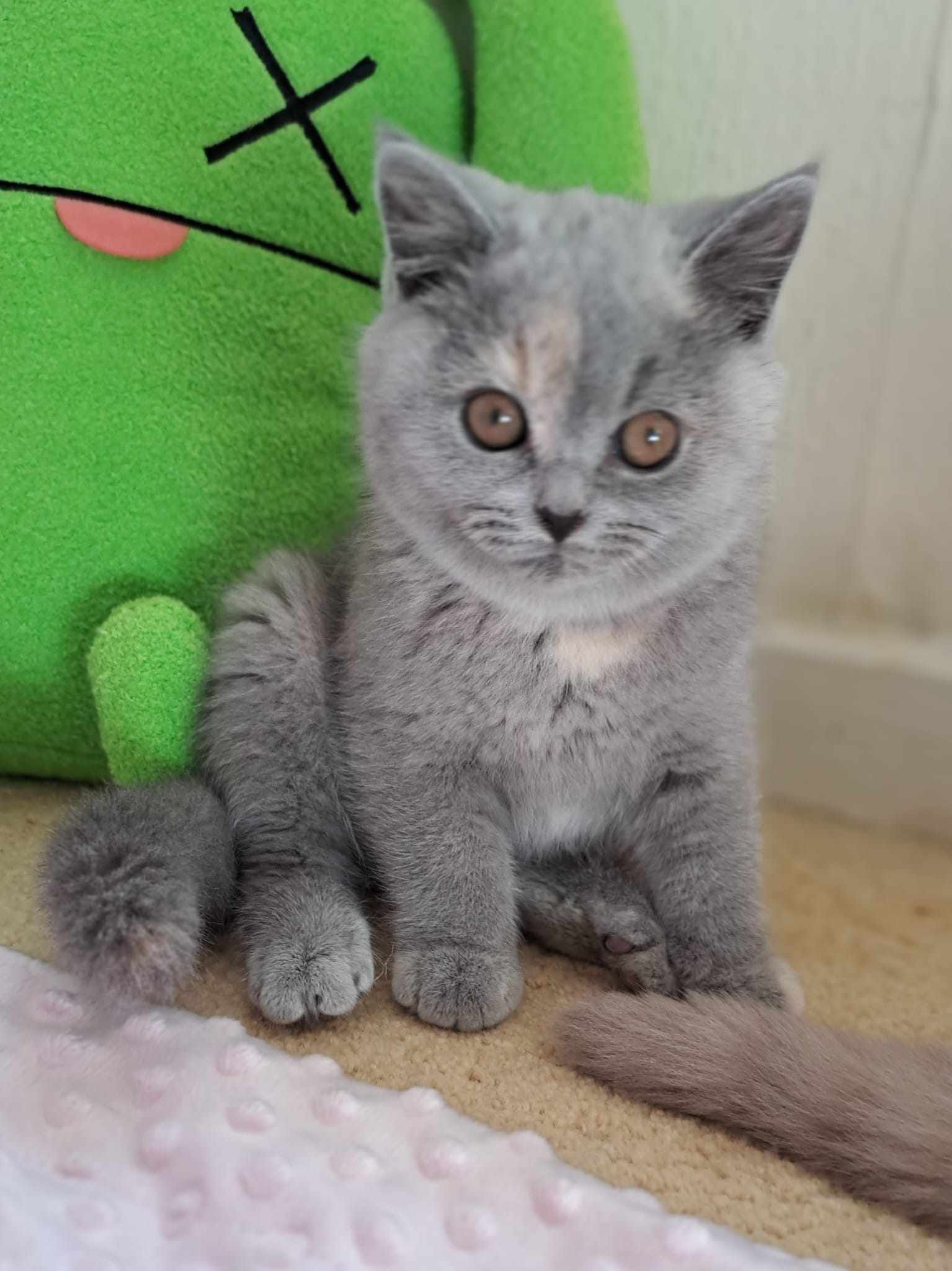 Blue and cream British Shorthair kitten with amber eyes sits on a neutral surface, next to a green plush toy.