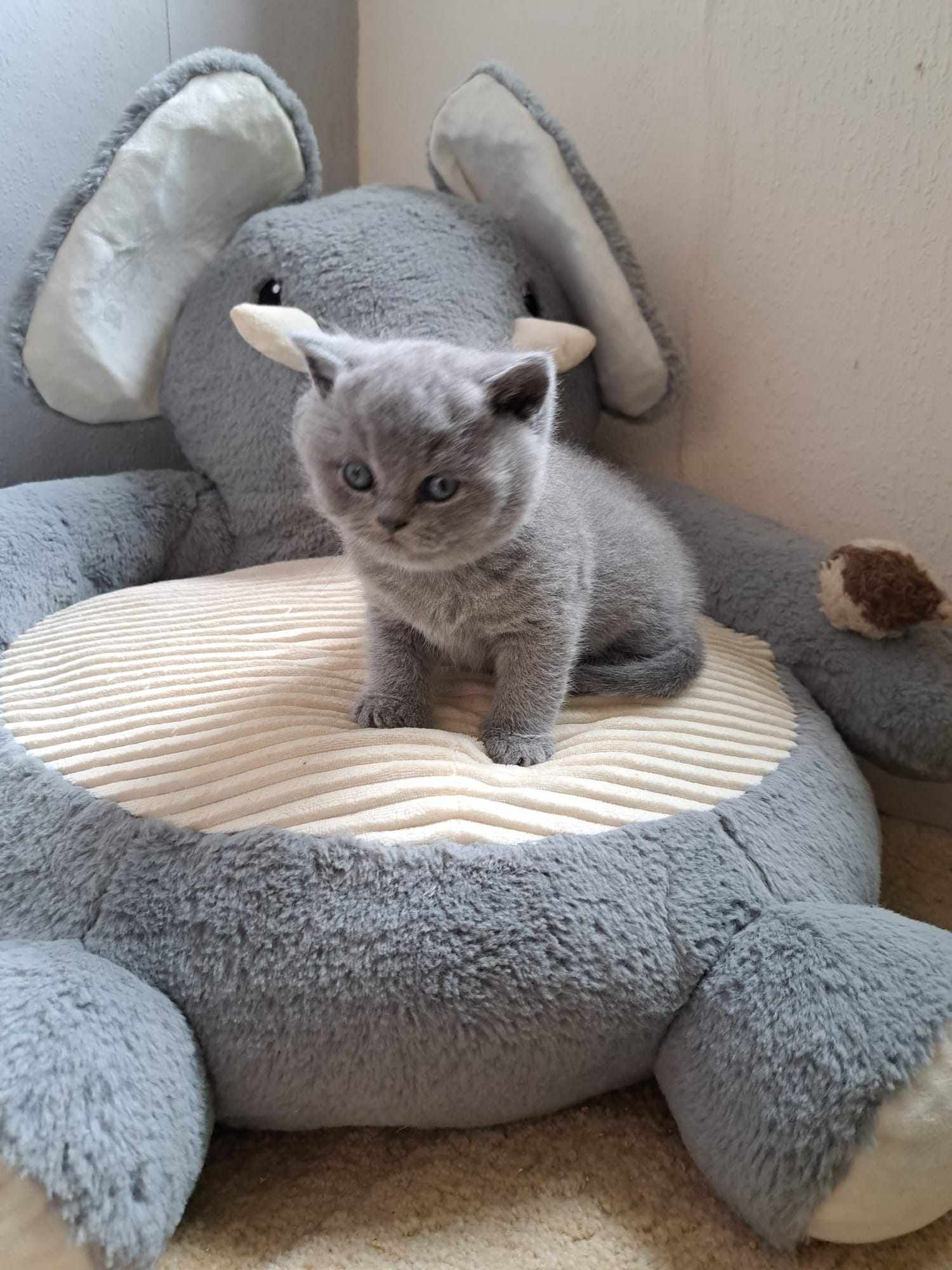 Blue kitten sitting on a large grey elephant-shaped stuffed animal.