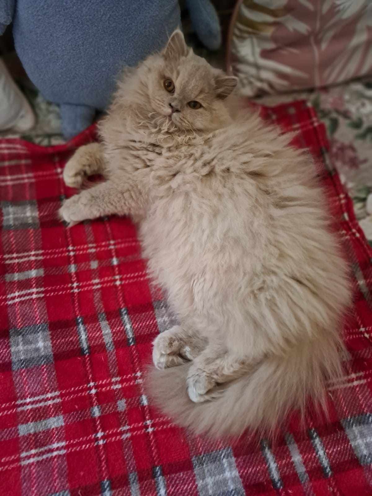 Fluffy, light-brown cat lounging on a red plaid blanket, looking at the camera.