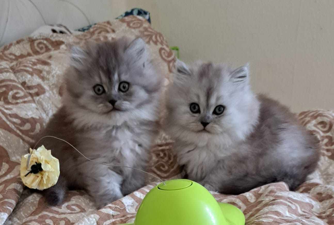 Two fluffy silver kittens with big eyes sit next to each other on a patterned blanket.