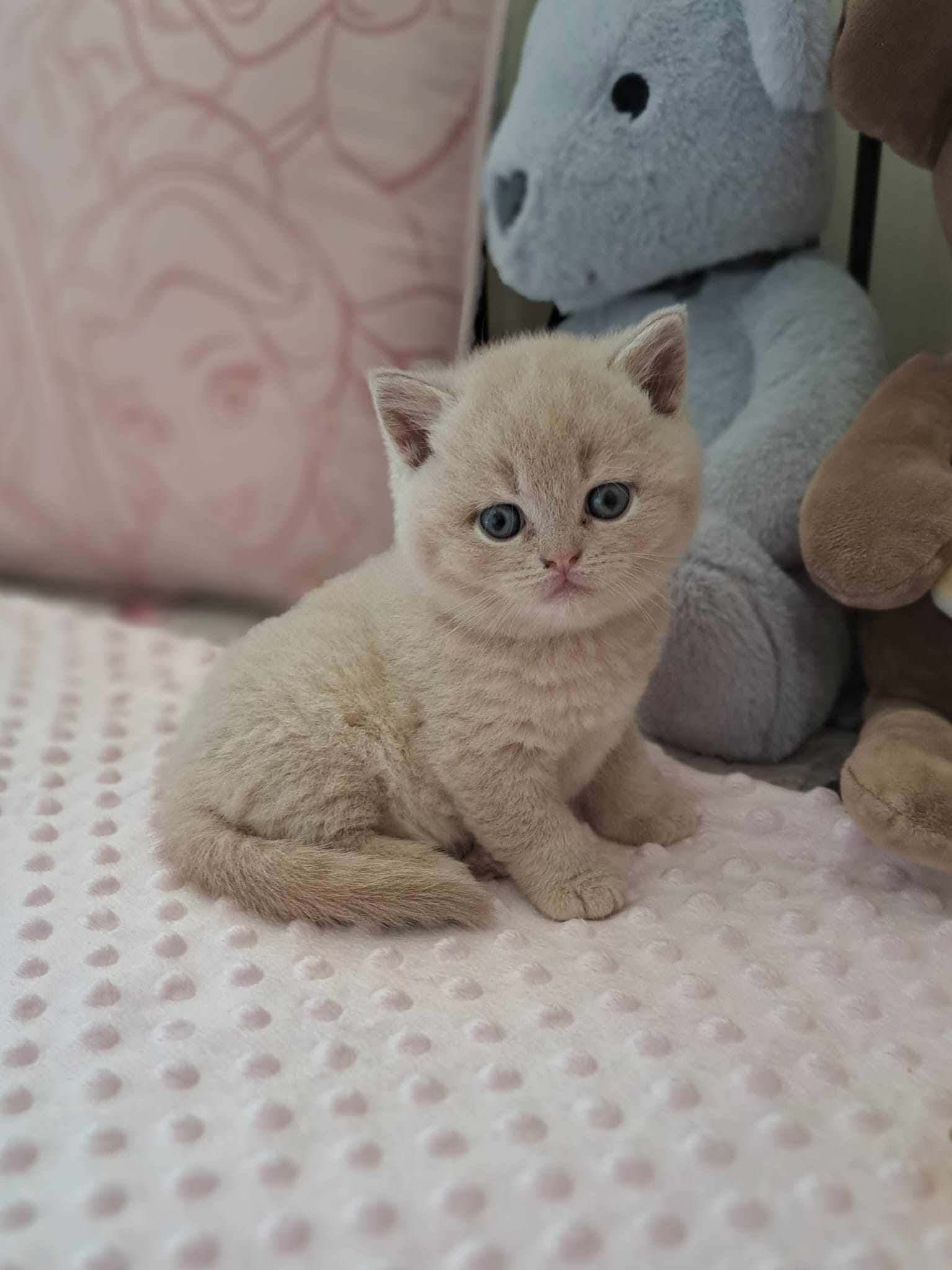 Tan British Shorthair kitten with blue eyes sitting on a pink blanket, with teddy bears in the background.