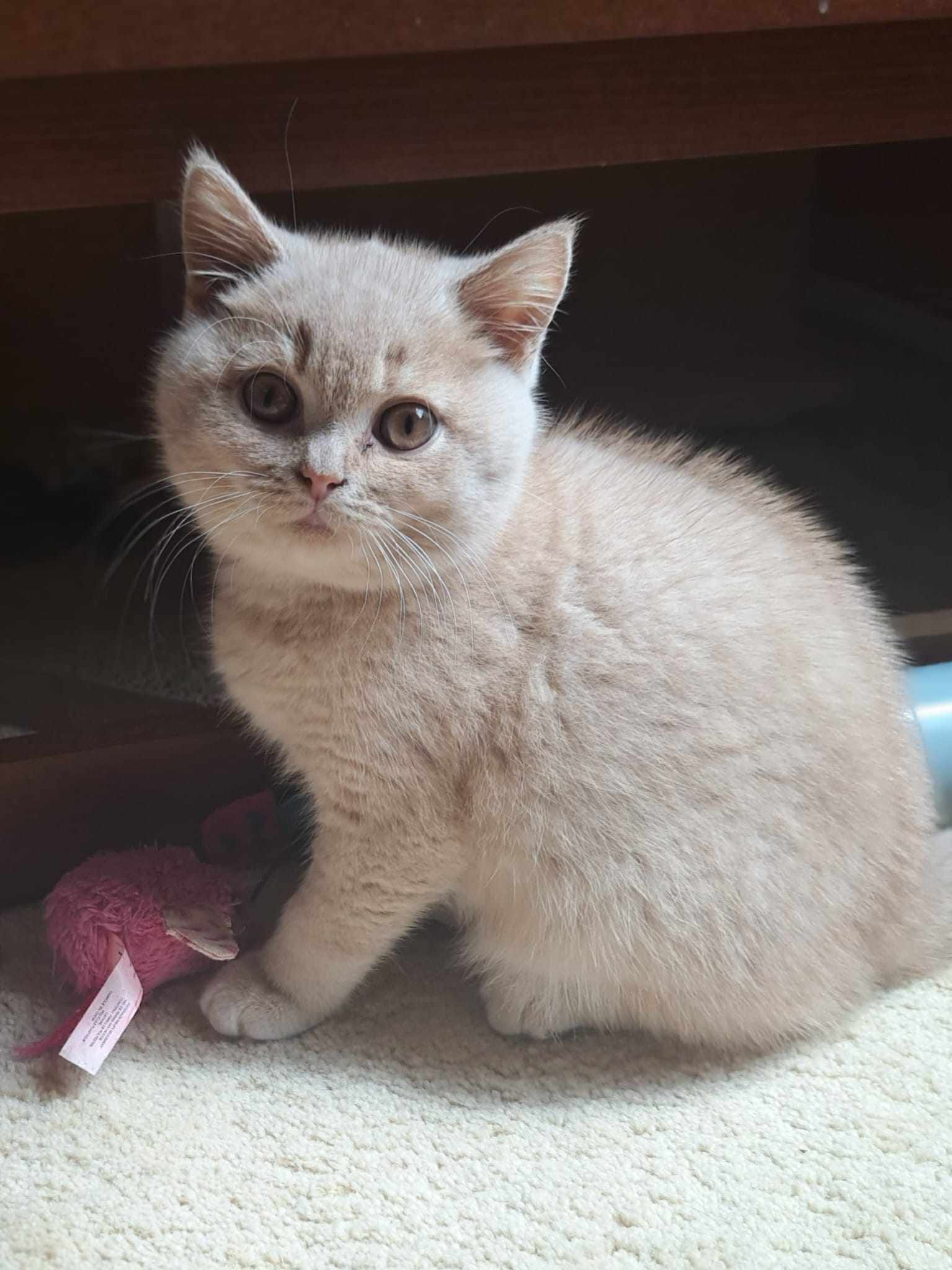 Tan kitten sitting on a rug next to a pink toy.