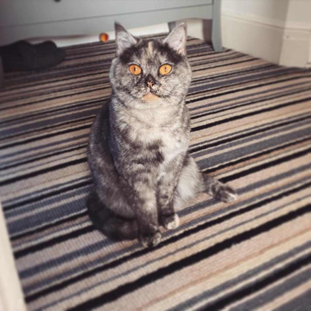 Cat with mottled gray fur and orange eyes sits on striped rug.