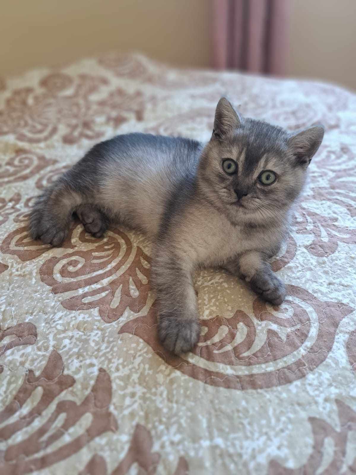Gray kitten lying on a patterned bedspread, looking at the camera.