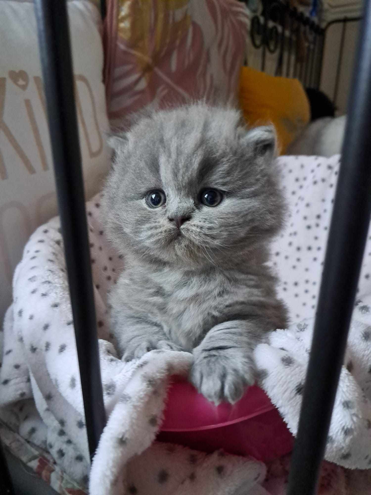 Fluffy gray British Shorthair kitten sits in a basket.