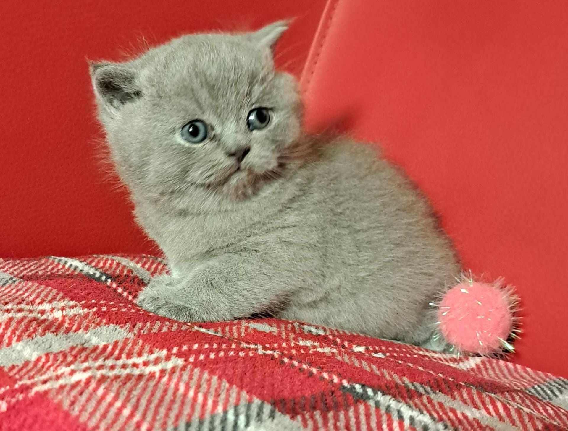 A gray British Shorthair kitten sits on a red plaid blanket, looking toward the viewer.