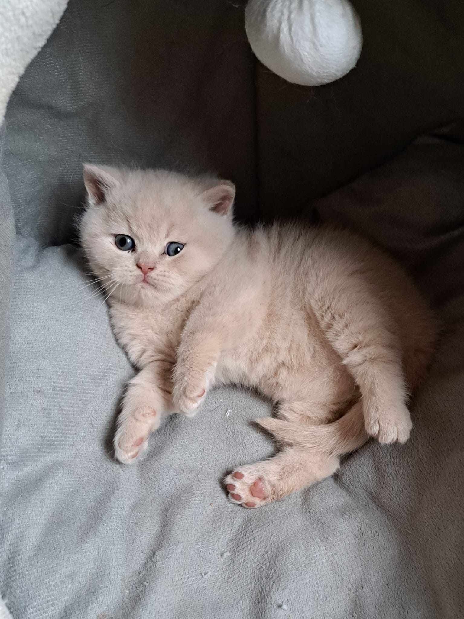 Cream-colored kitten with a small, sad expression, lying on a gray blanket.