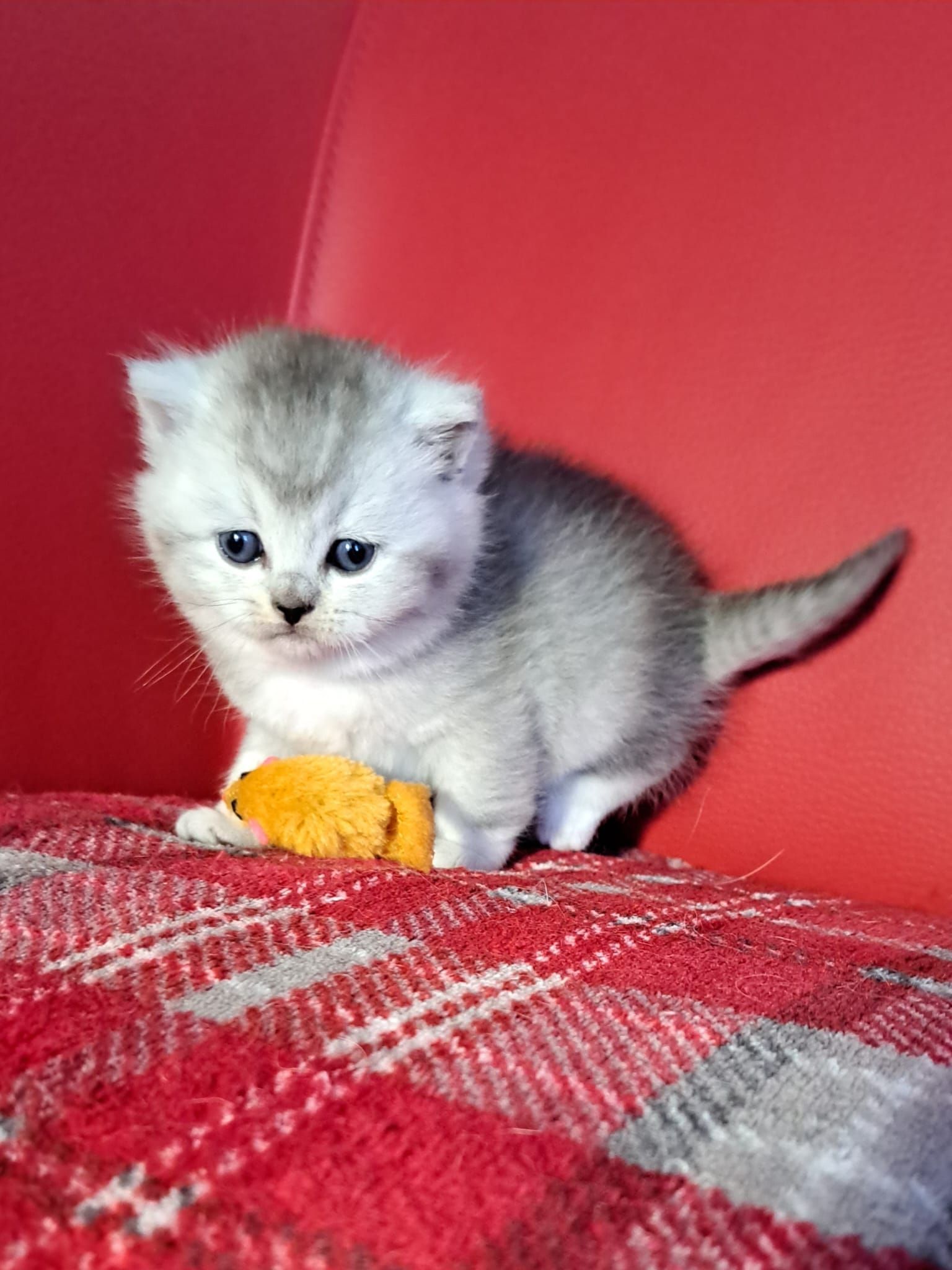 Silver kitten on red plaid blanket with a small orange toy.