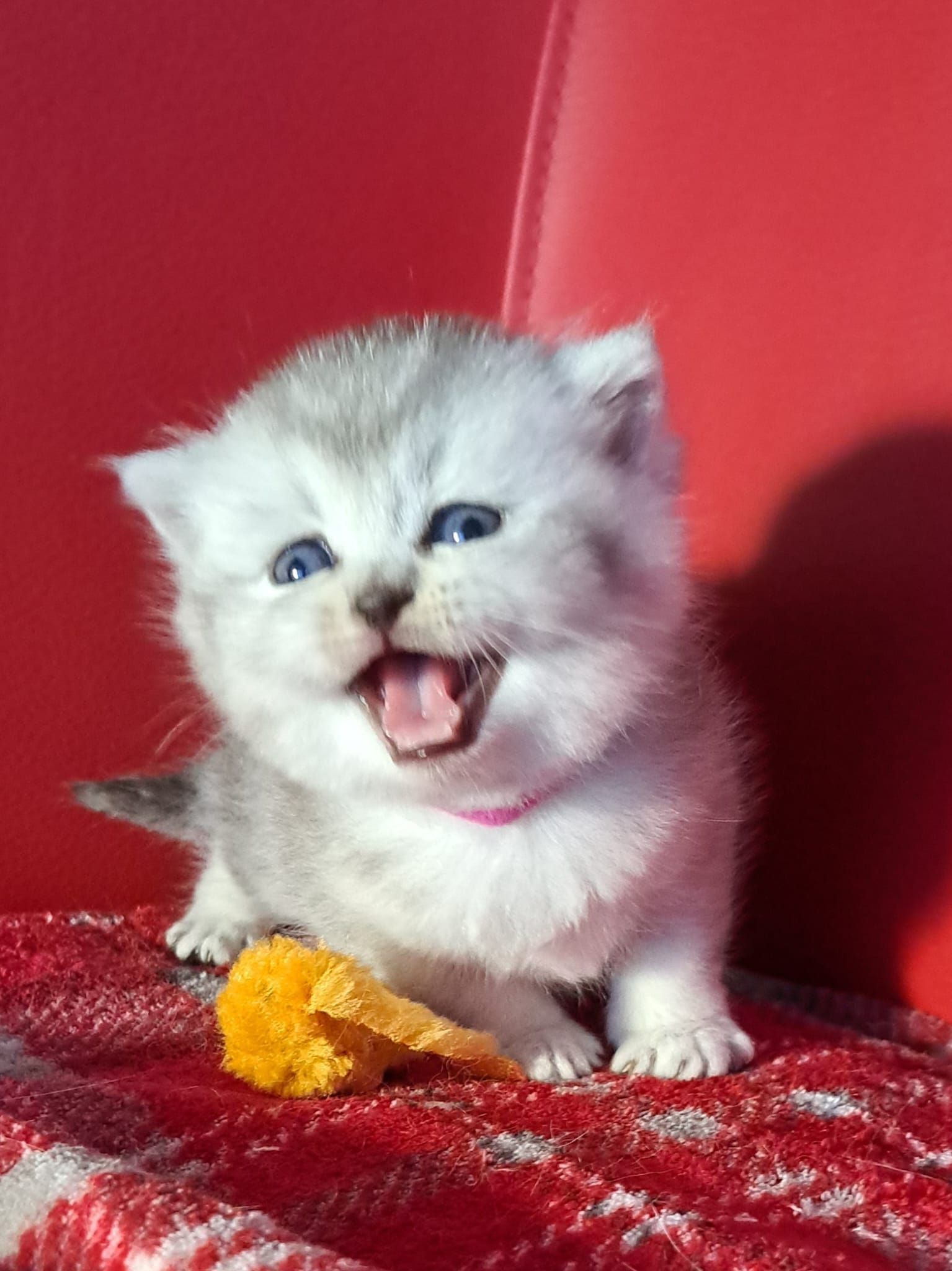 Silver kitten with blue eyes yawning, sitting on red plaid blanket, against a red backdrop.