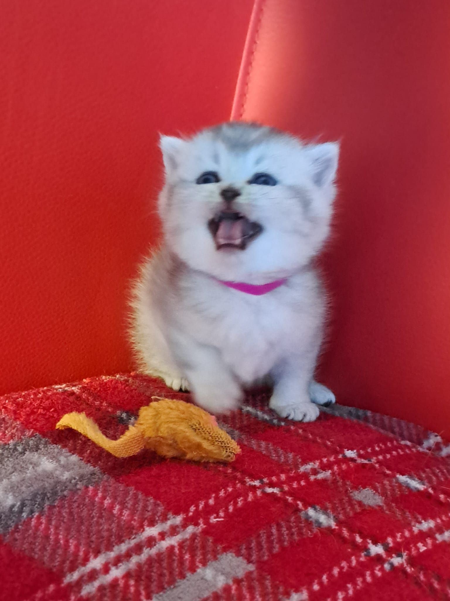 Fluffy silver kitten with mouth open, wearing pink collar, sitting on red plaid blanket, red background.