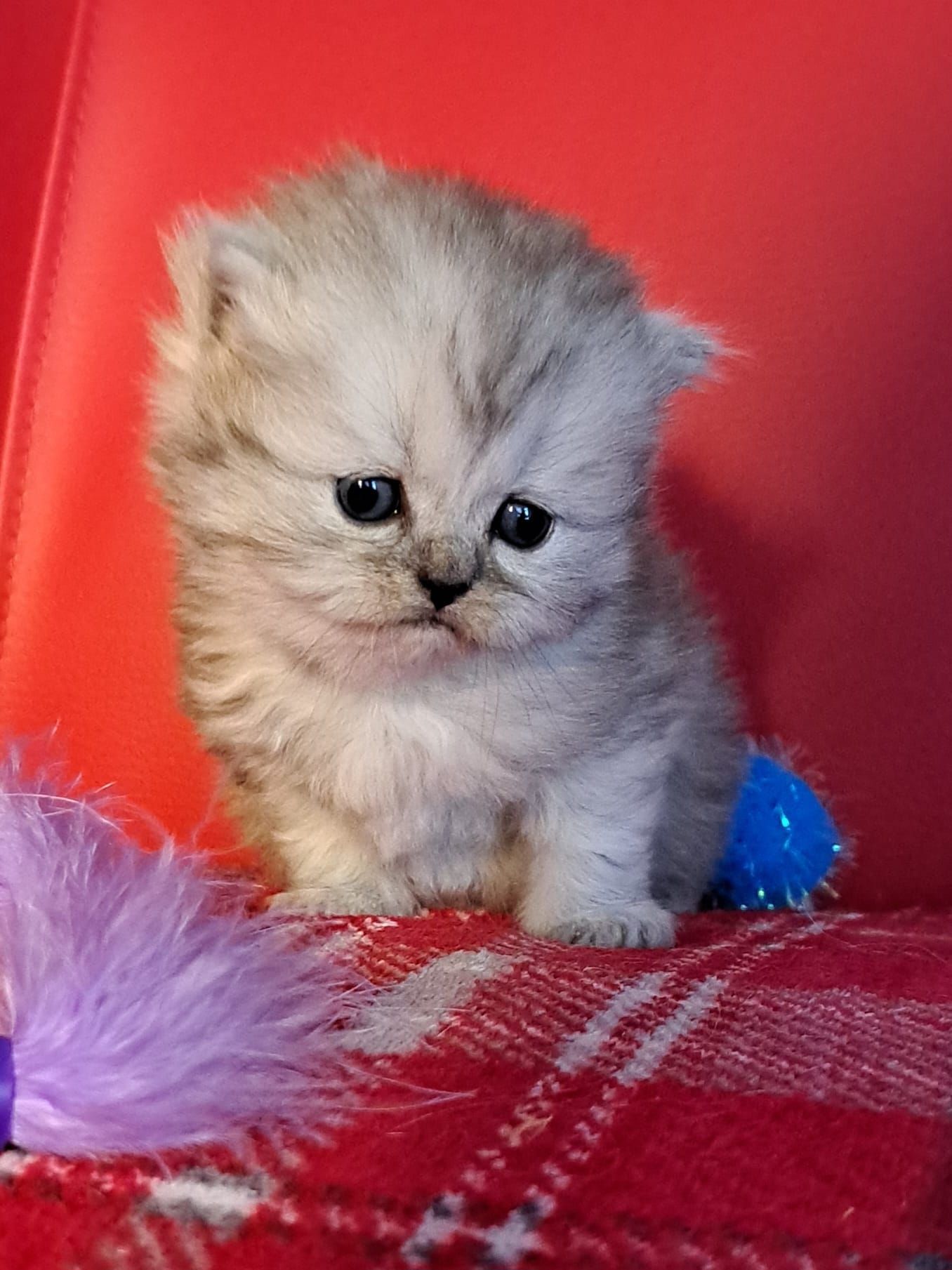 Fluffy gray kitten sits on red blanket, looking at camera with sad eyes; toy in view.