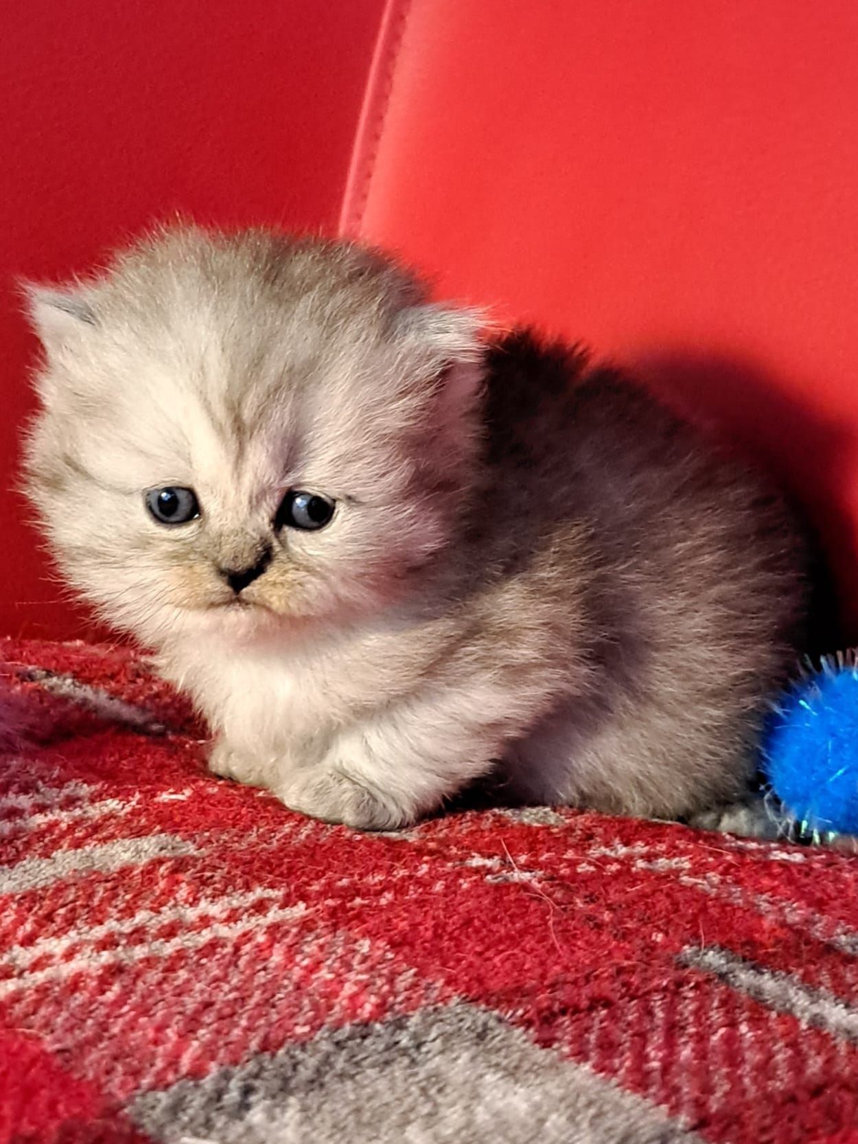 Fluffy silver kitten sitting on a red plaid blanket, gazing forward.