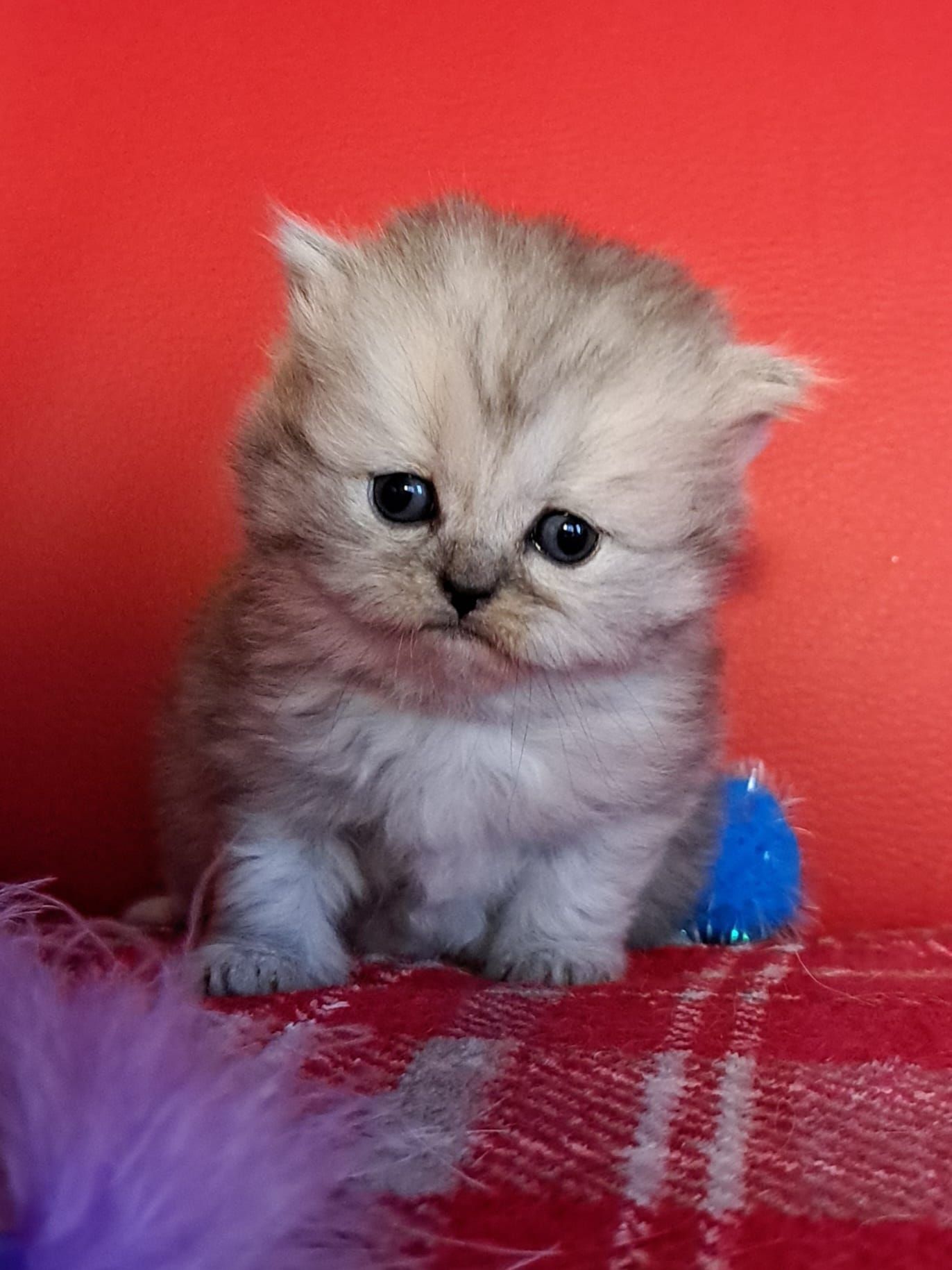 Fluffy, light-colored kitten with sad eyes sits on red plaid blanket, blue toy nearby, red background.