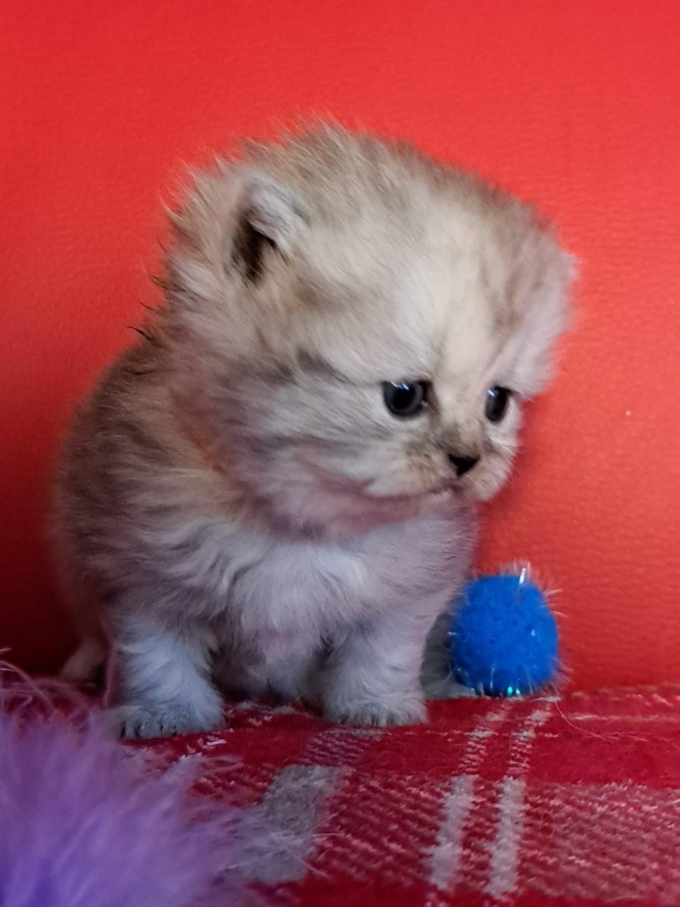 A fluffy silver kitten sits near a blue ball on a red blanket, looking down.