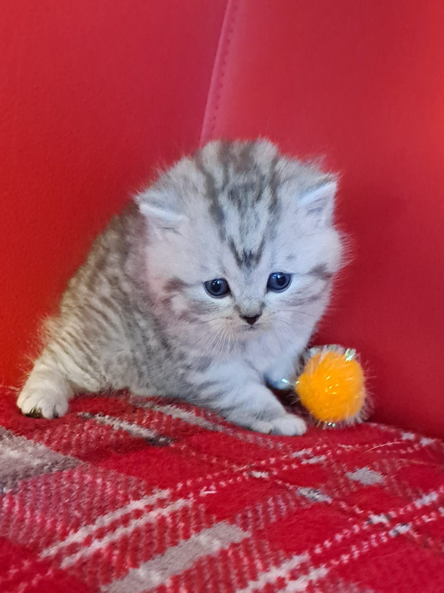 Fluffy gray kitten with blue eyes sits on red plaid blanket, playing with a yellow toy on a red sofa.