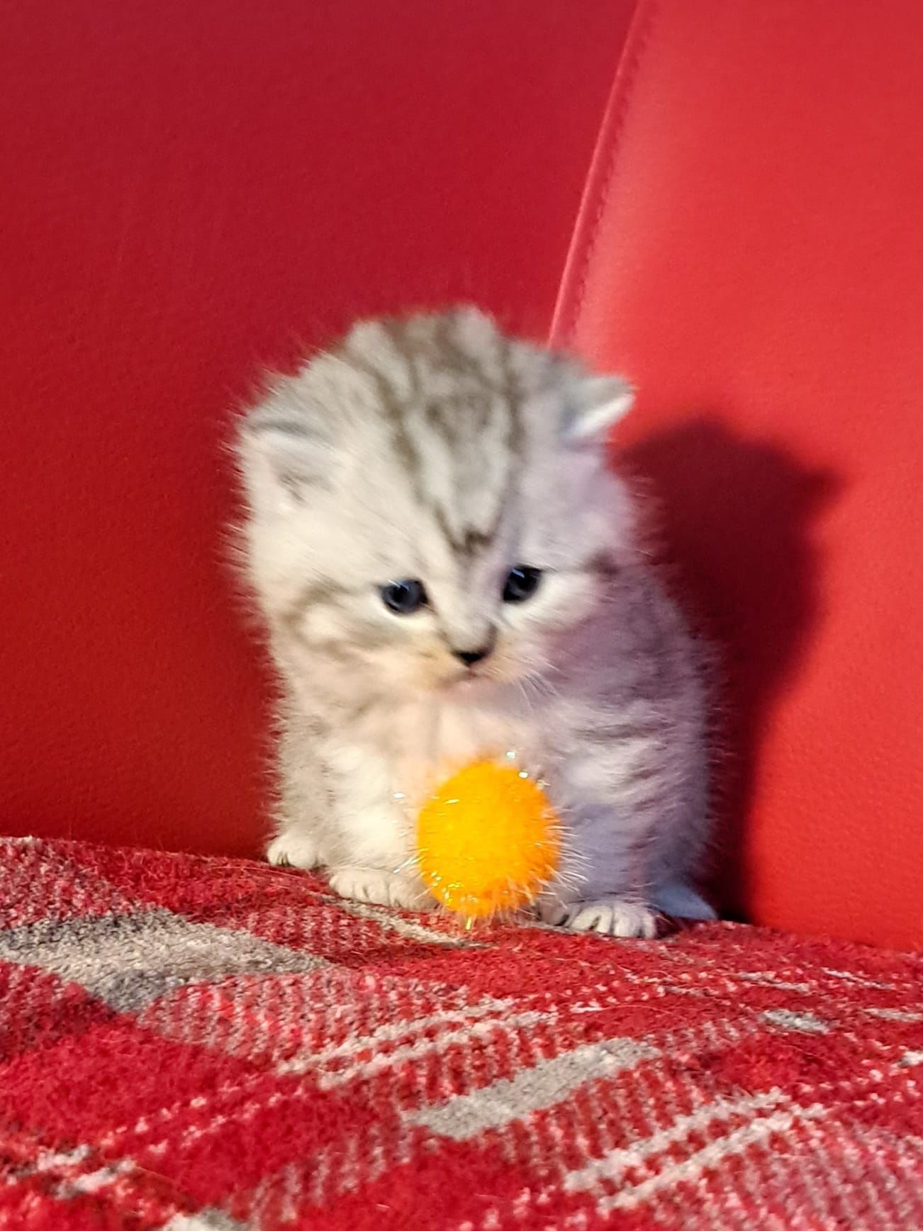 Fluffy silver kitten with a pensive look sits on a red blanket, with a yellow ball on red chair.