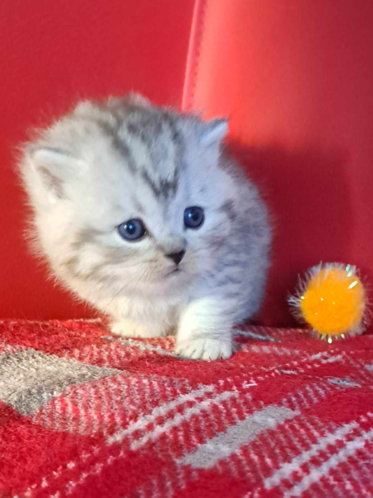 Silver tabby kitten with blue eyes on a red blanket next to a yellow ball.