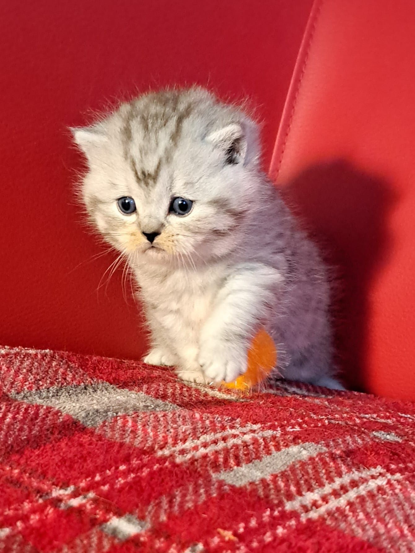 Silver tabby kitten playing with an orange ball on a red plaid blanket.