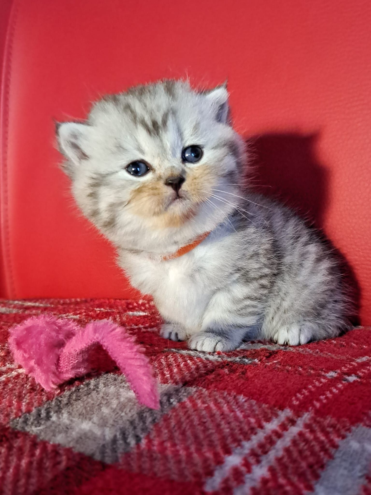 Fluffy silver tabby kitten with blue eyes, sitting on a red plaid blanket, red backdrop.