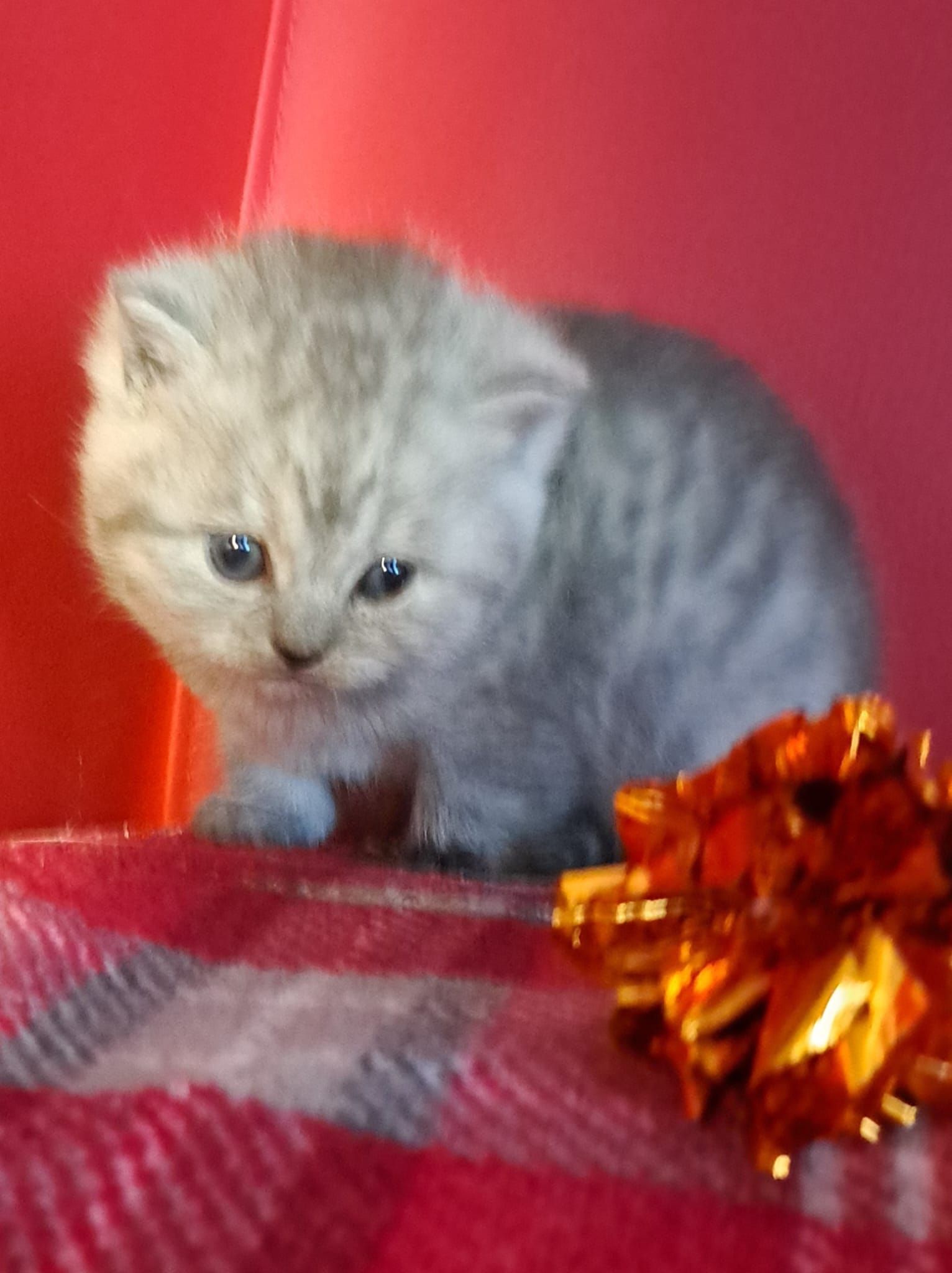 Gray kitten sitting on a red and black plaid blanket, near a gold bow.