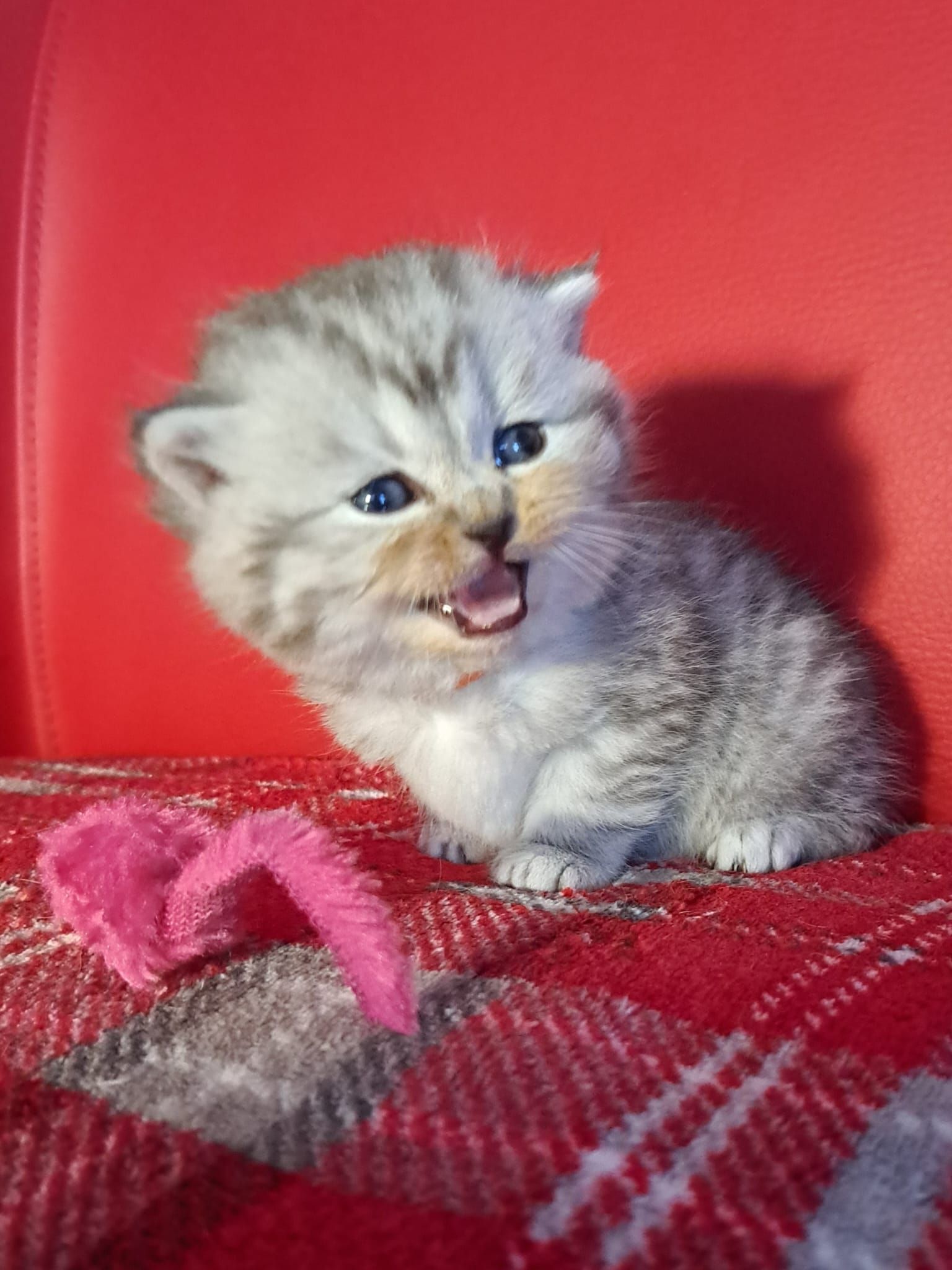 Silver kitten on red plaid blanket, mouth open, set against a red background.