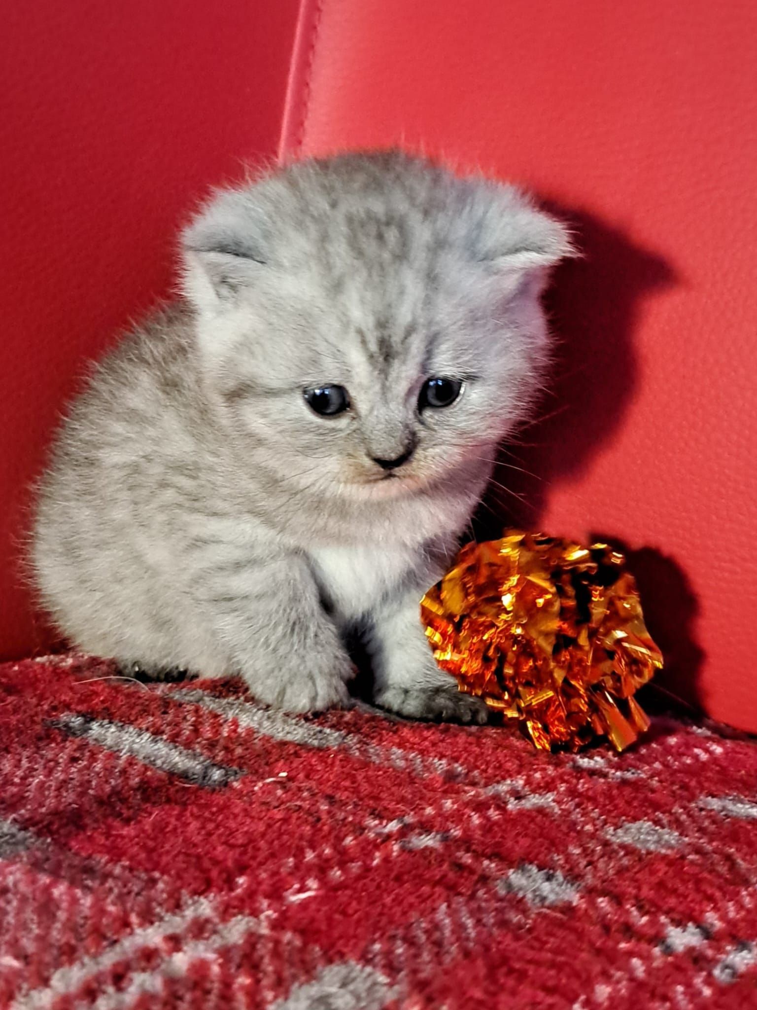 Fluffy gray kitten sitting on a red blanket, looking down, with a gold ornament.