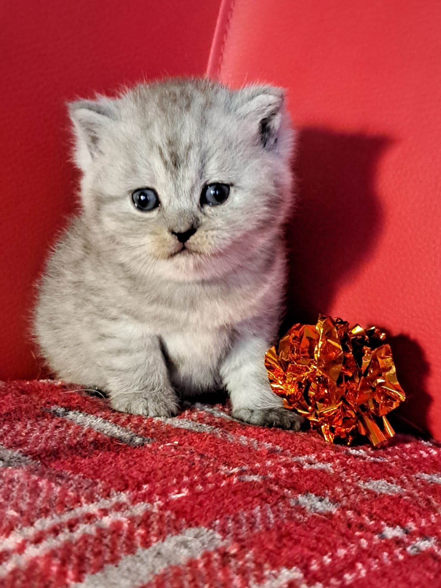 A small, fluffy silver kitten sits on a red blanket with an orange bow, looking directly at the camera.