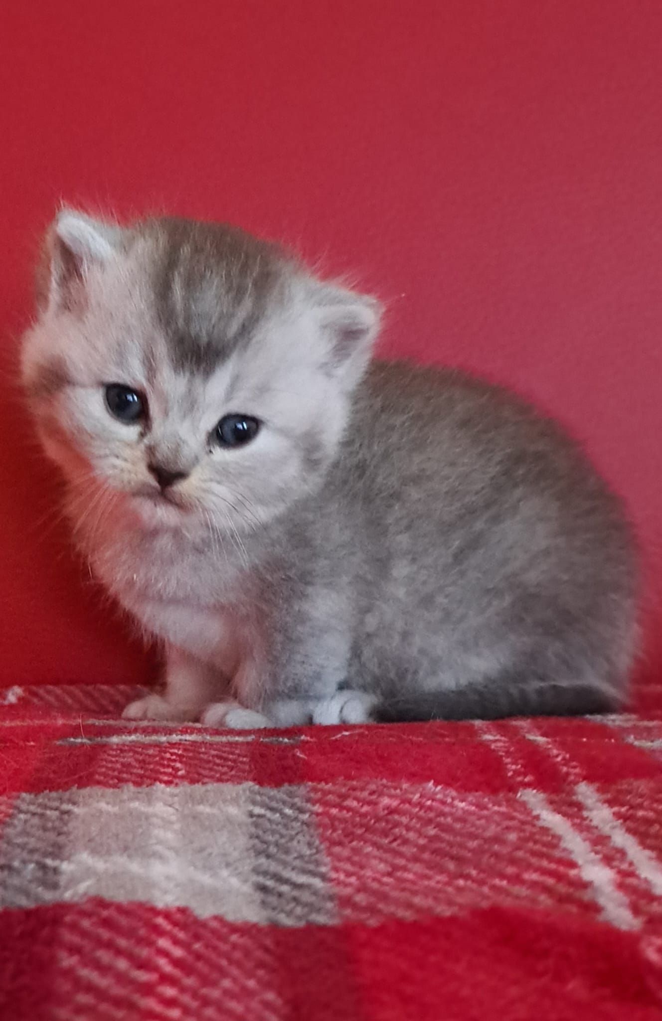 Silver kitten sitting on red plaid blanket, red background.