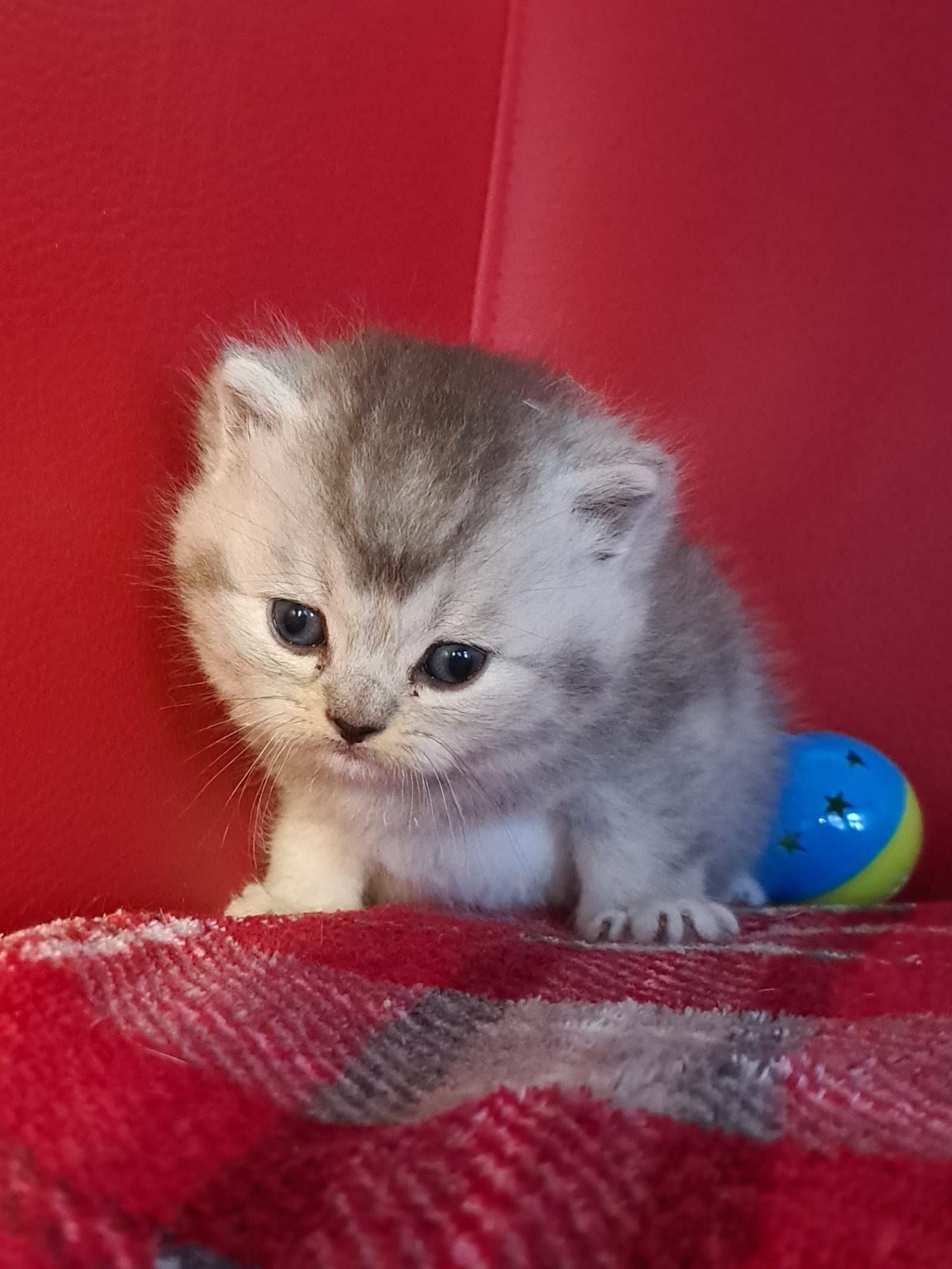 A fluffy, gray kitten sits on a red blanket, looking down with a small blue and yellow ball nearby.
