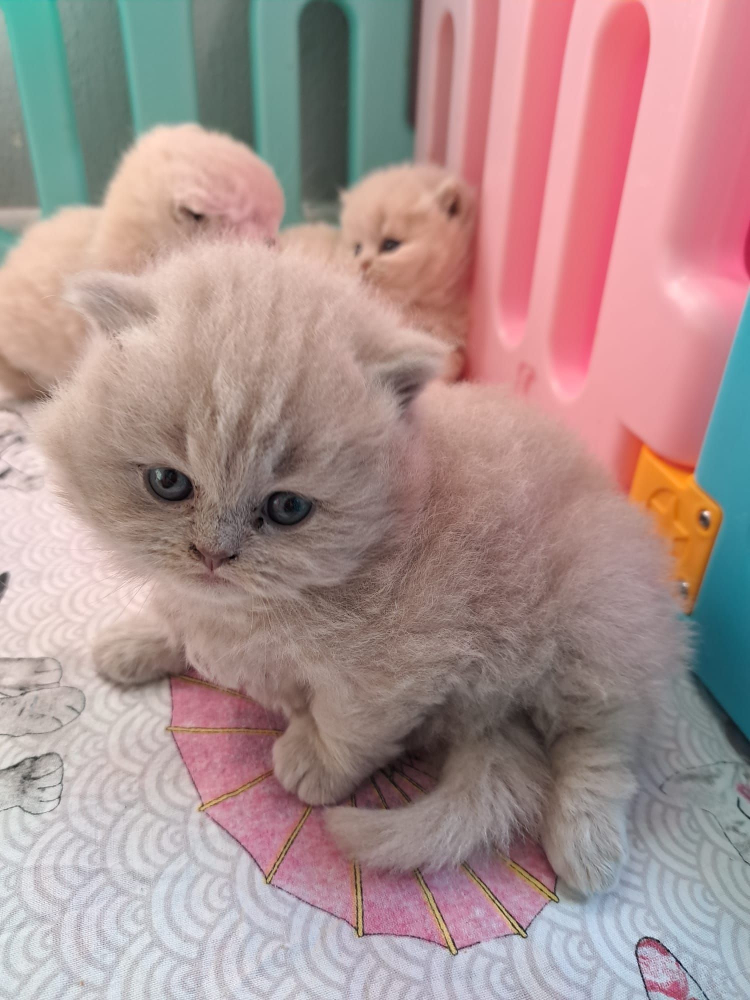 Four fluffy kittens, tan and beige, sitting by a plastic gate, one in focus.