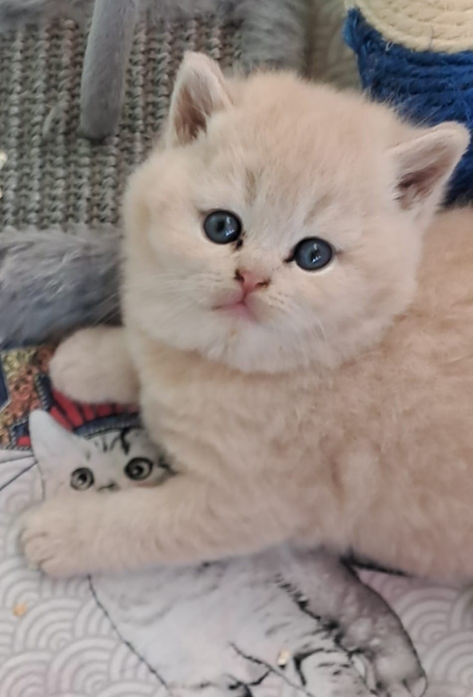 Cream-colored kitten with blue eyes snuggled next to a patterned bed, a second kitten is also present.