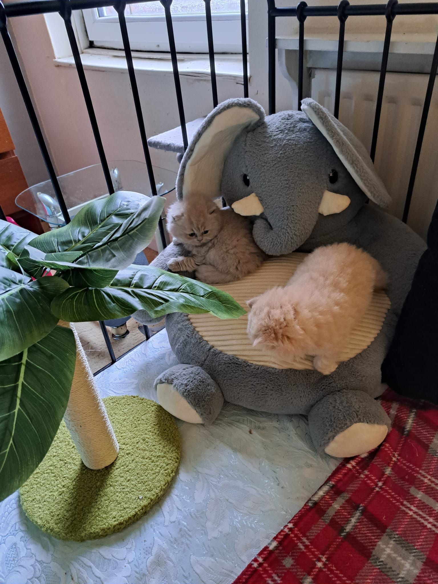 Two kittens snuggled on a gray elephant stuffed animal, next to a small cat tree.