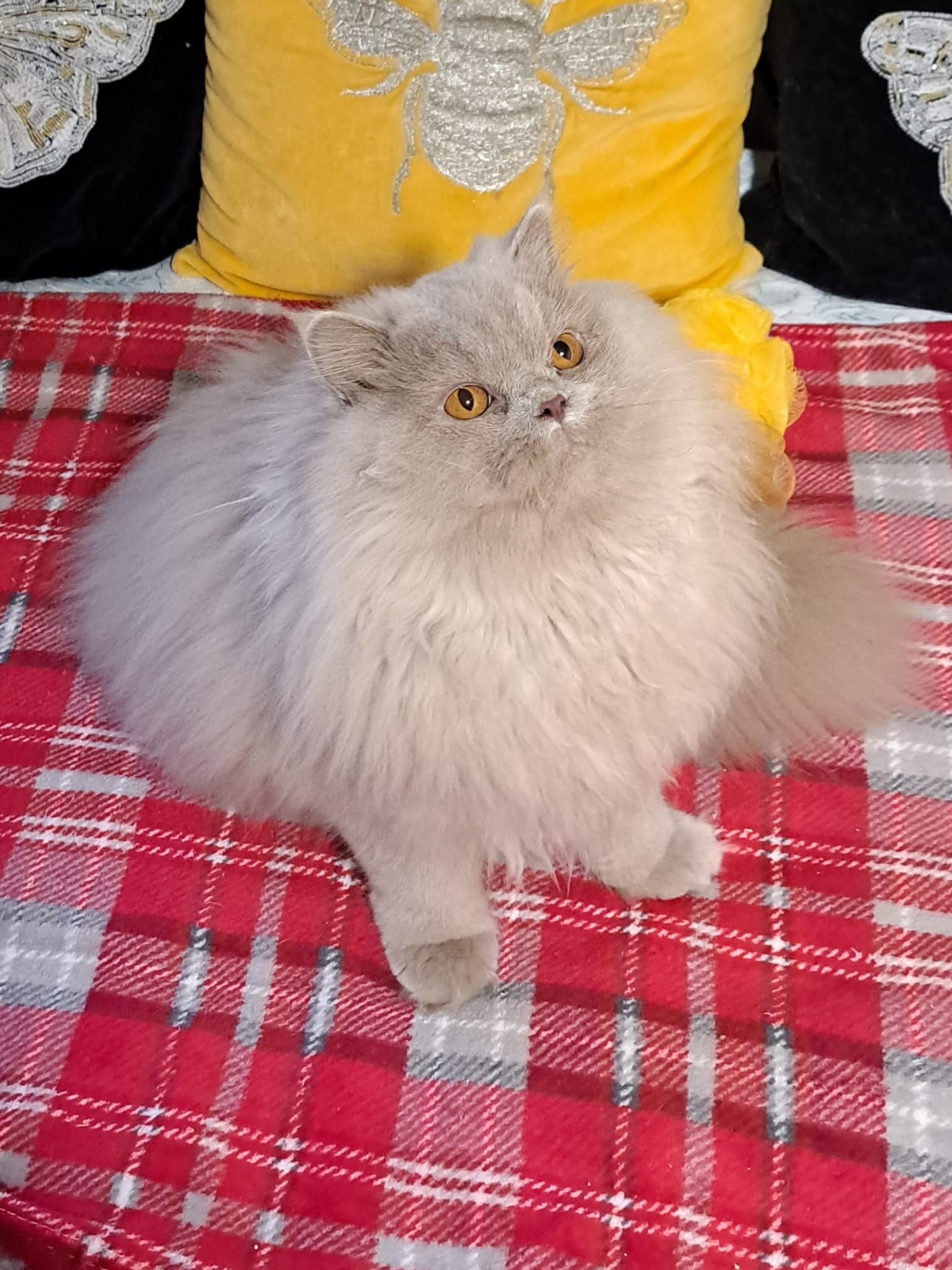 Fluffy gray cat sitting on a red and white plaid blanket, yellow pillow with bee decor in the background.